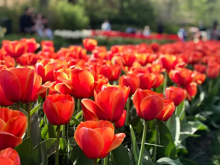 Close-up of red tulips in the Netherlands