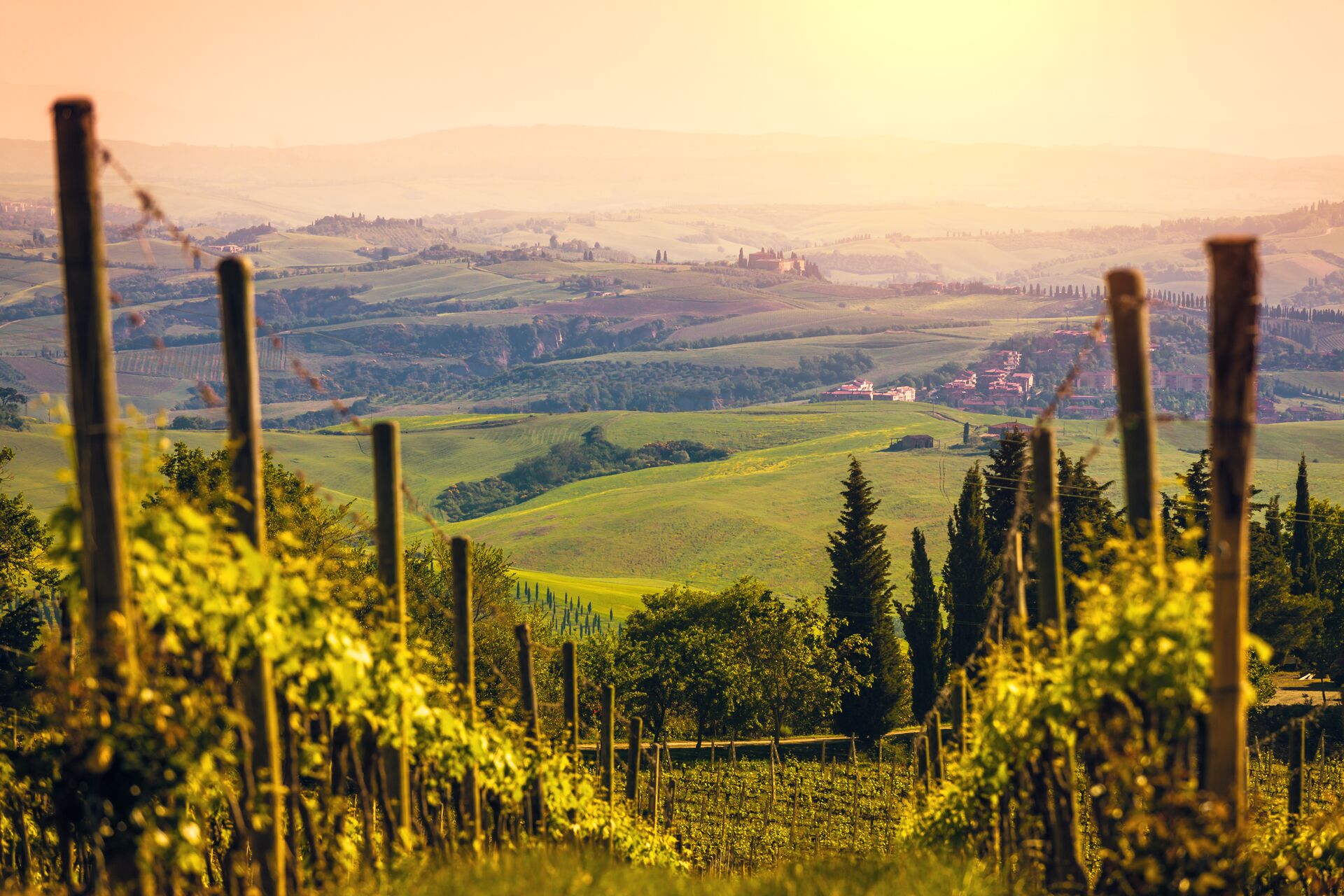 Vineyards in Chianti region of Italy at sunset