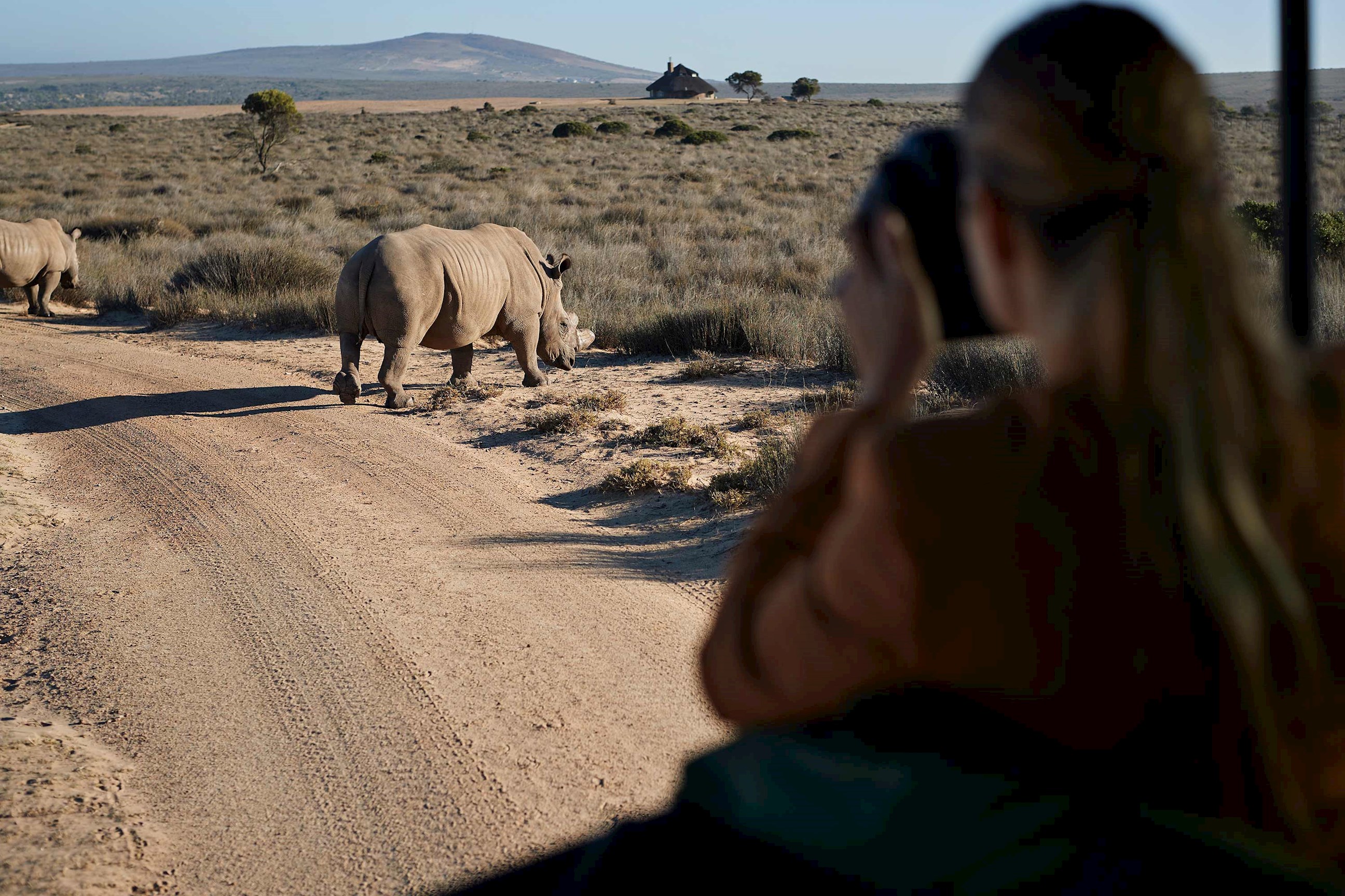 Traveller photographing rhinoceros walking across dirt road in open African savanna
