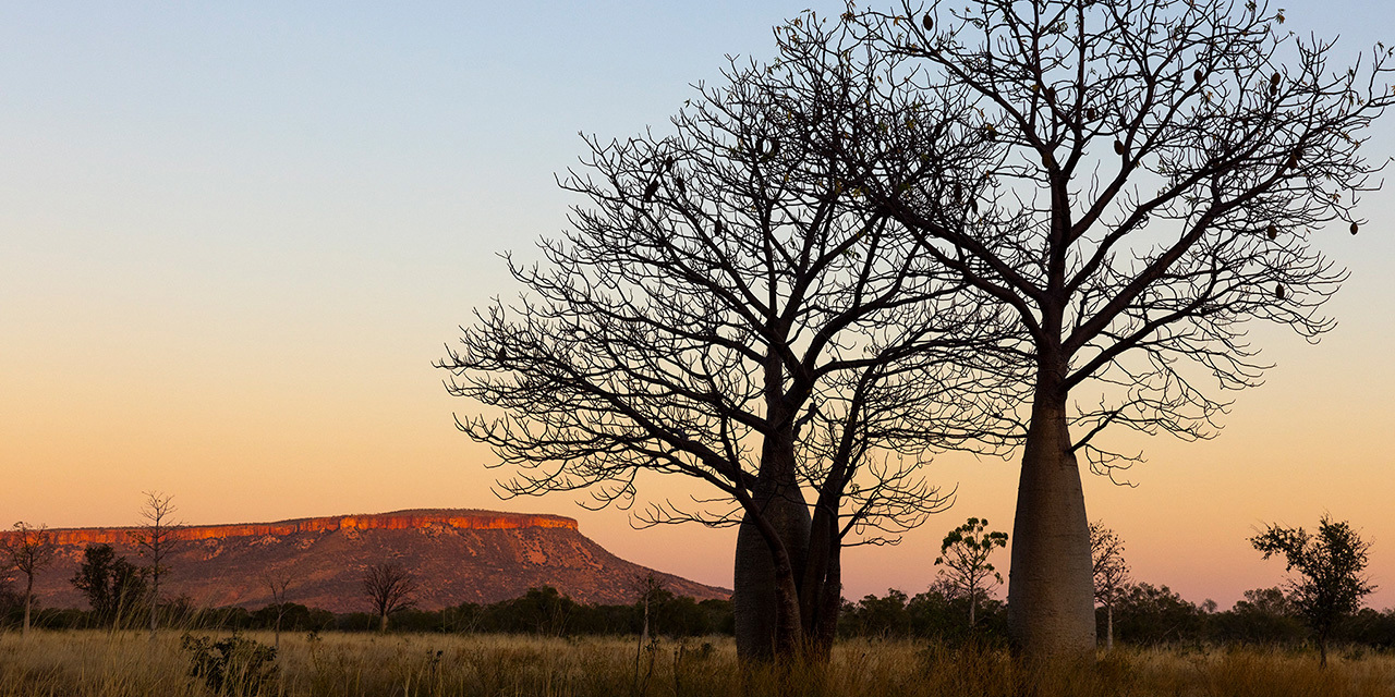 boab-trees-in-el-questro-wilderness-park-credit-tourism-wa.jpg