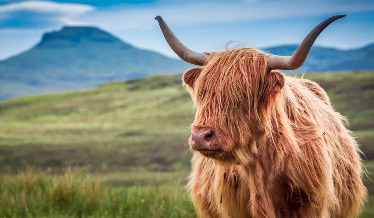 Furry Highland Cow in Isle Of Skye Scotland