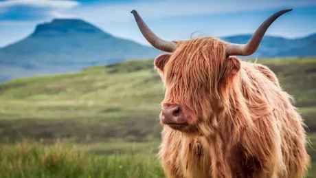 Furry Highland Cow in Isle Of Skye Scotland
