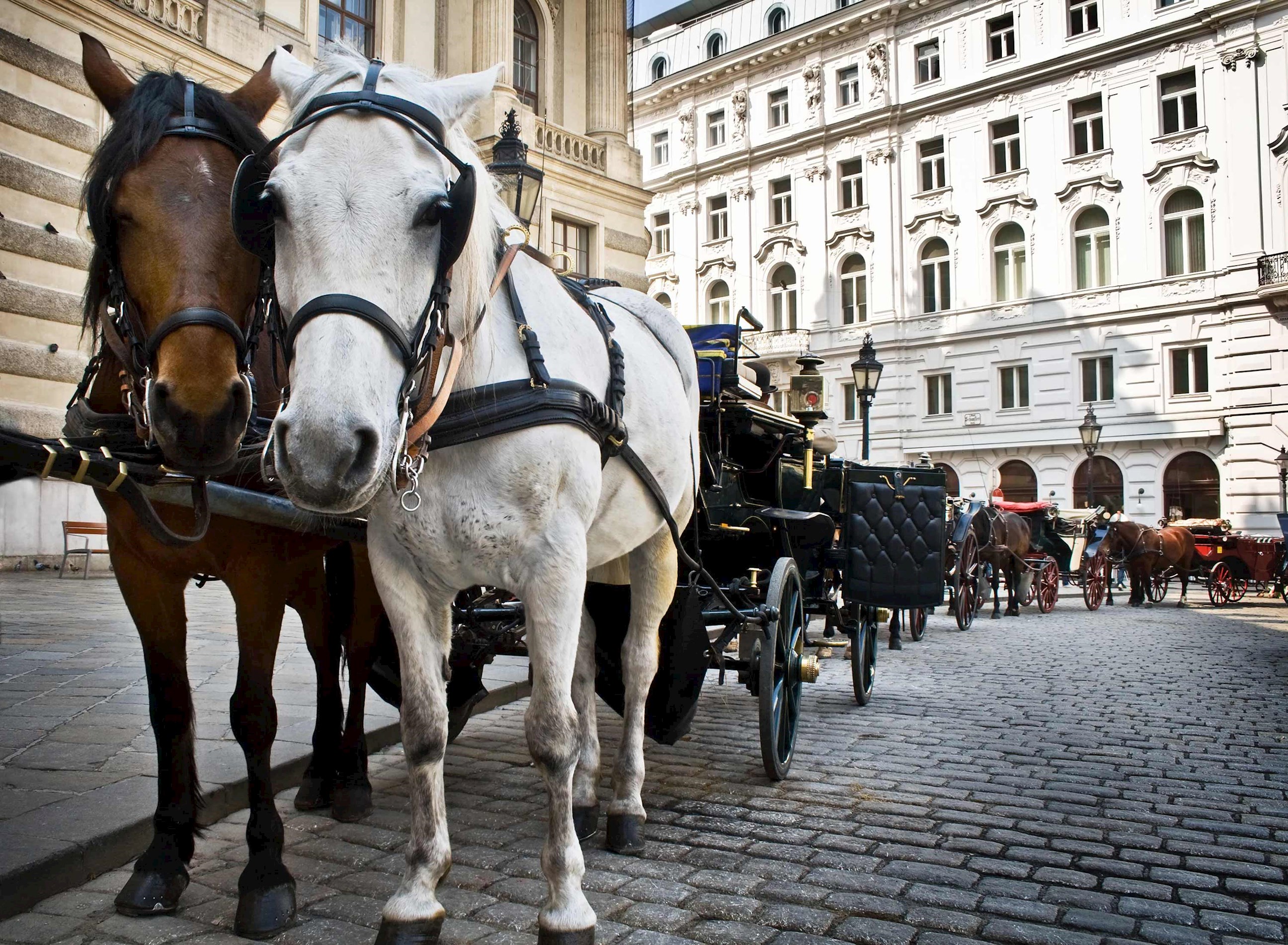 Horse drawn Carriage at Hofburg Palace in Vienna, Austria