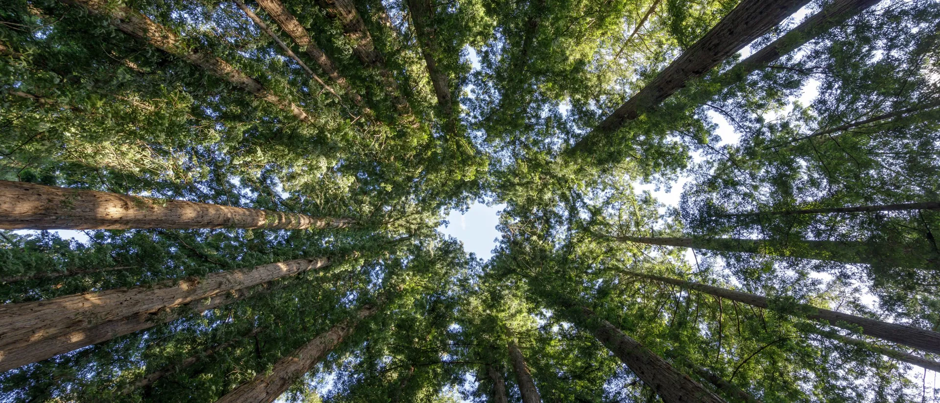 Upwards view of circle of trees in a clearing