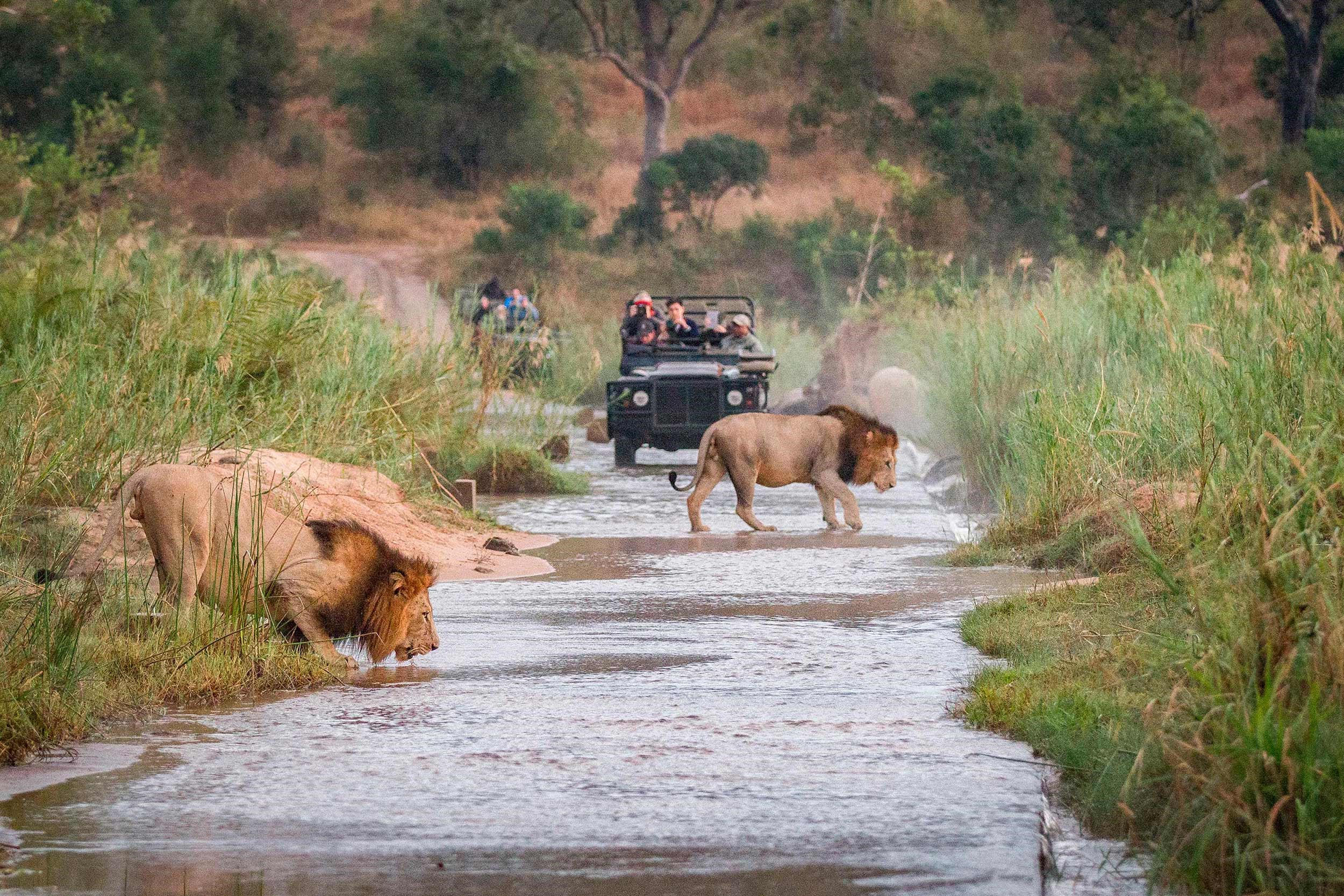 One lion drinking from shallow river while another crosses, with safari vehicle behind