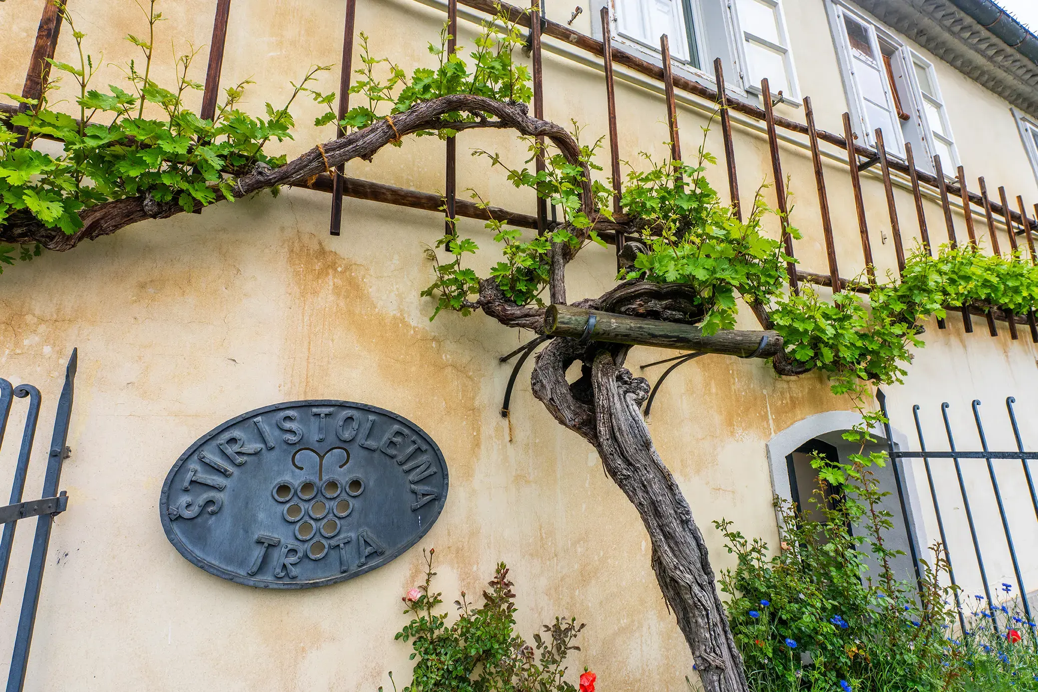 the-oldest-grapevine-maribor-slovenia.webp