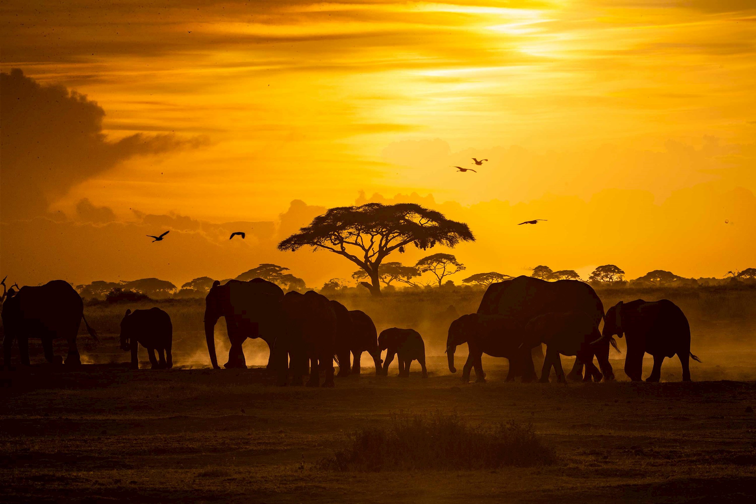 Silhouette of elephants walking at sunset in African savanna, Kenya