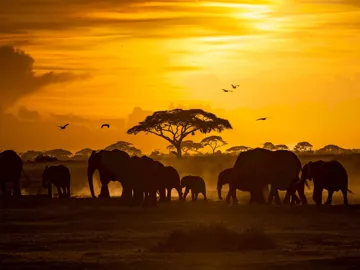 watch-sun-set-drink-amboseli-landscape-kenya.jpg