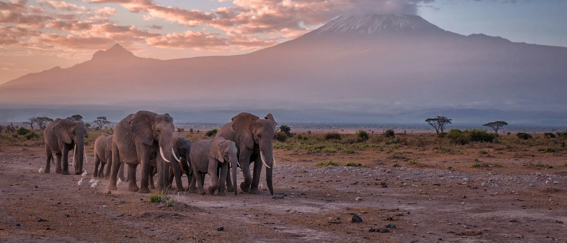 Herd of elephants walking across Kenyan plains at sunset, Africa