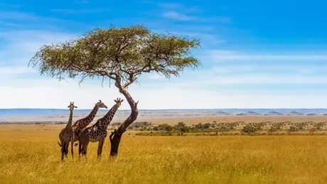 Three Giraffes Under Acacia Tree