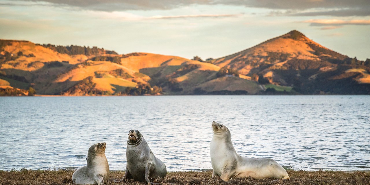 fur-seals-in-dunedin-labc-day-11.jpg