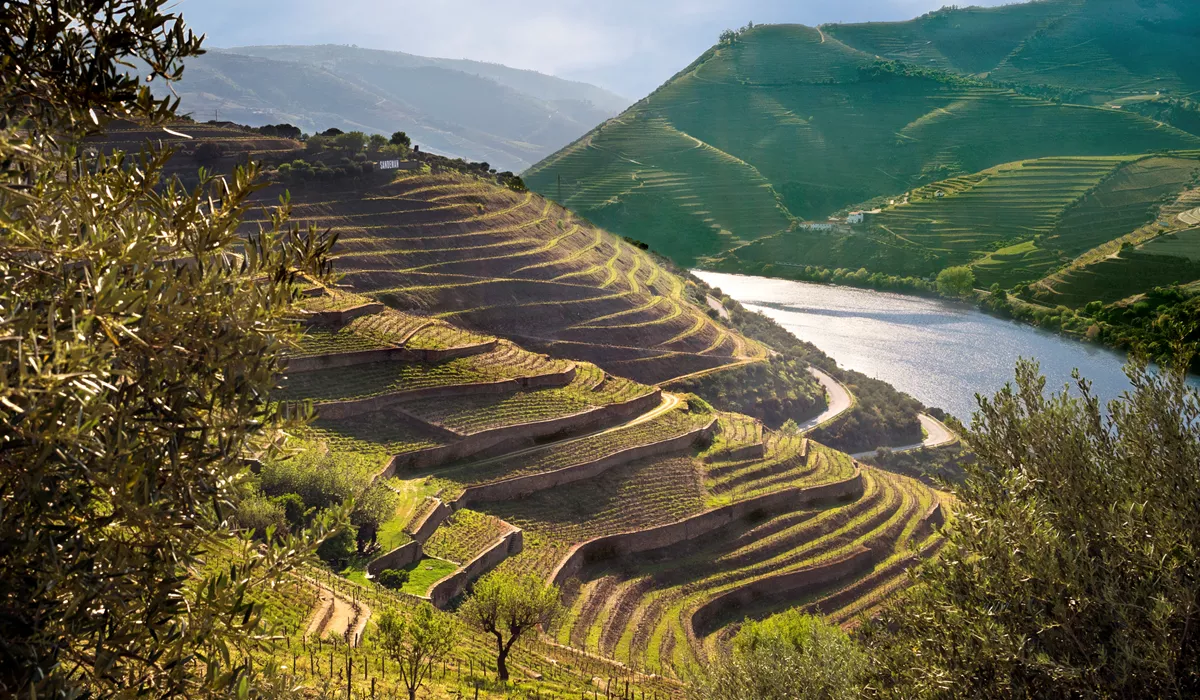 A scenic view of a valley with vineyards in Portugal