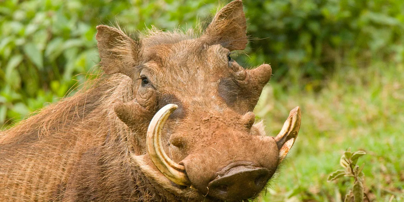 game-drive-aberdare-national-parks-kenya.jpg