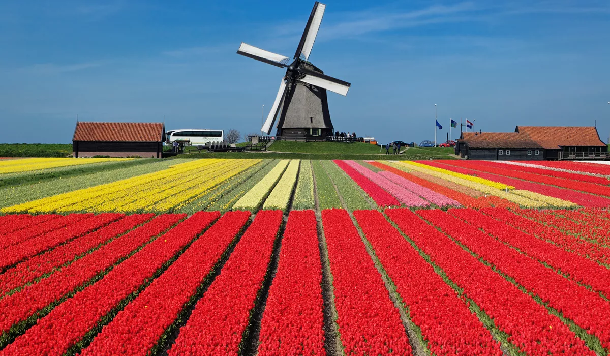 Dutch traditional tulip field and windmill in Holland