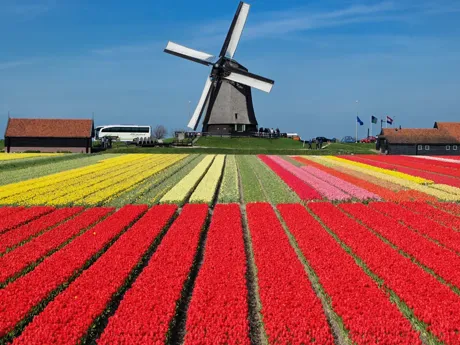 Dutch traditional tulip field and windmill in Holland