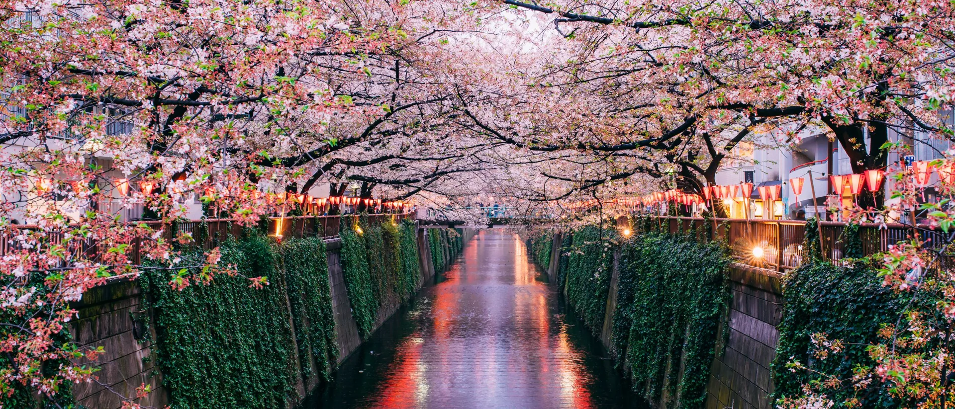 Sakura Blooming At Meguro River in Tokyo, Japan
