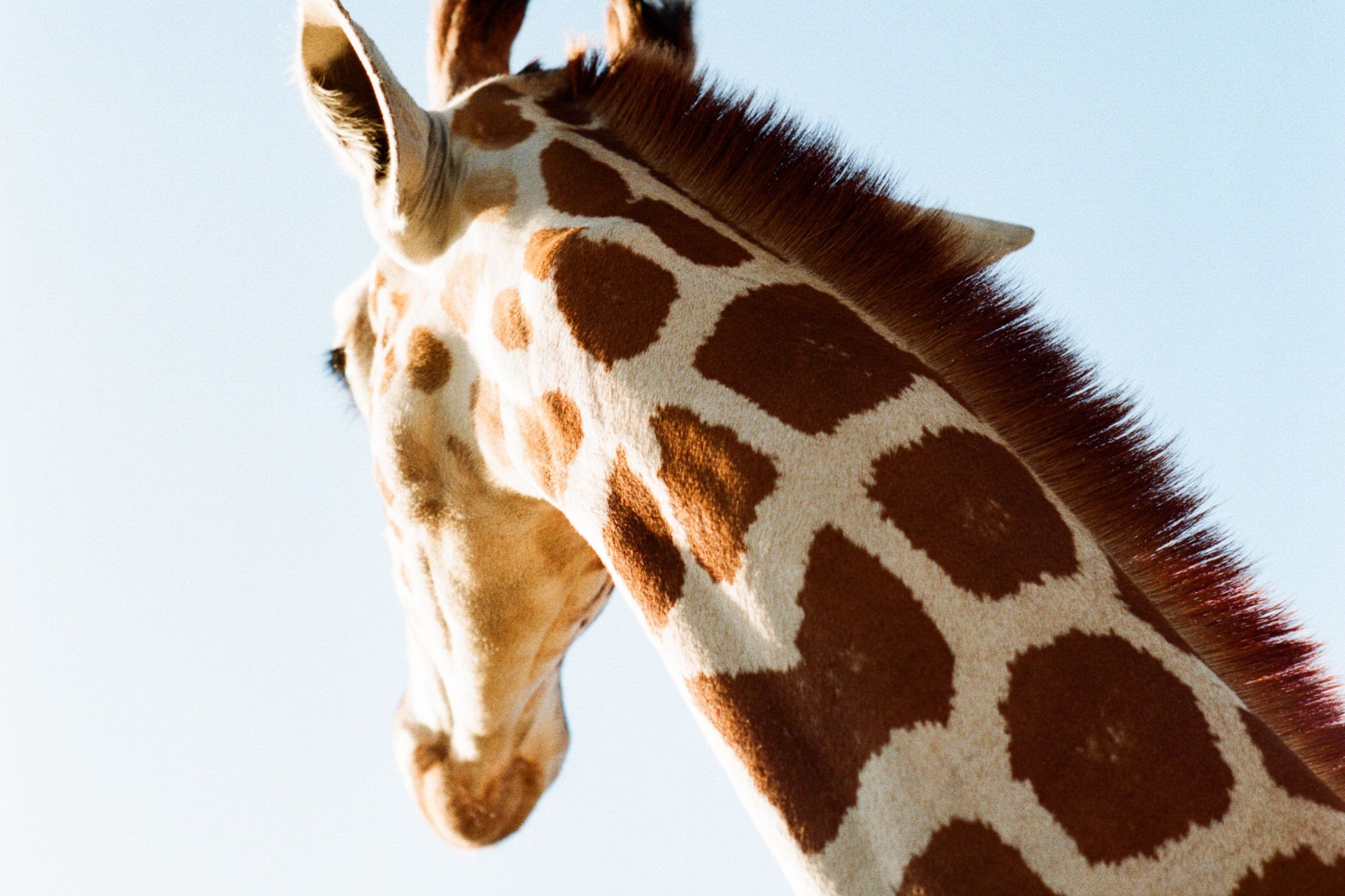 A giraffe's head, turning away from the camera, photographed in the Pilanesberg National Park in South Africa.