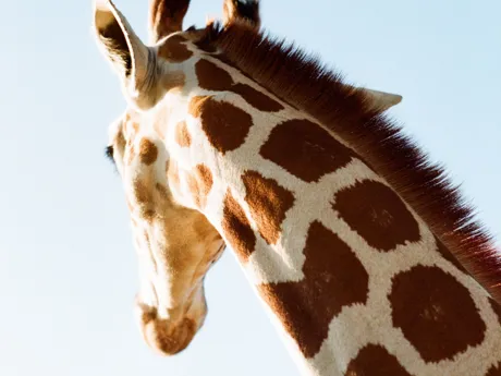 A giraffe's head, turning away from the camera, photographed in the Pilanesberg National Park in South Africa.