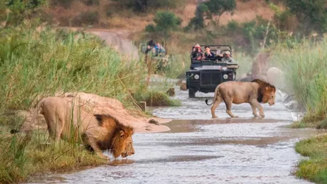 africa-safari.jpg