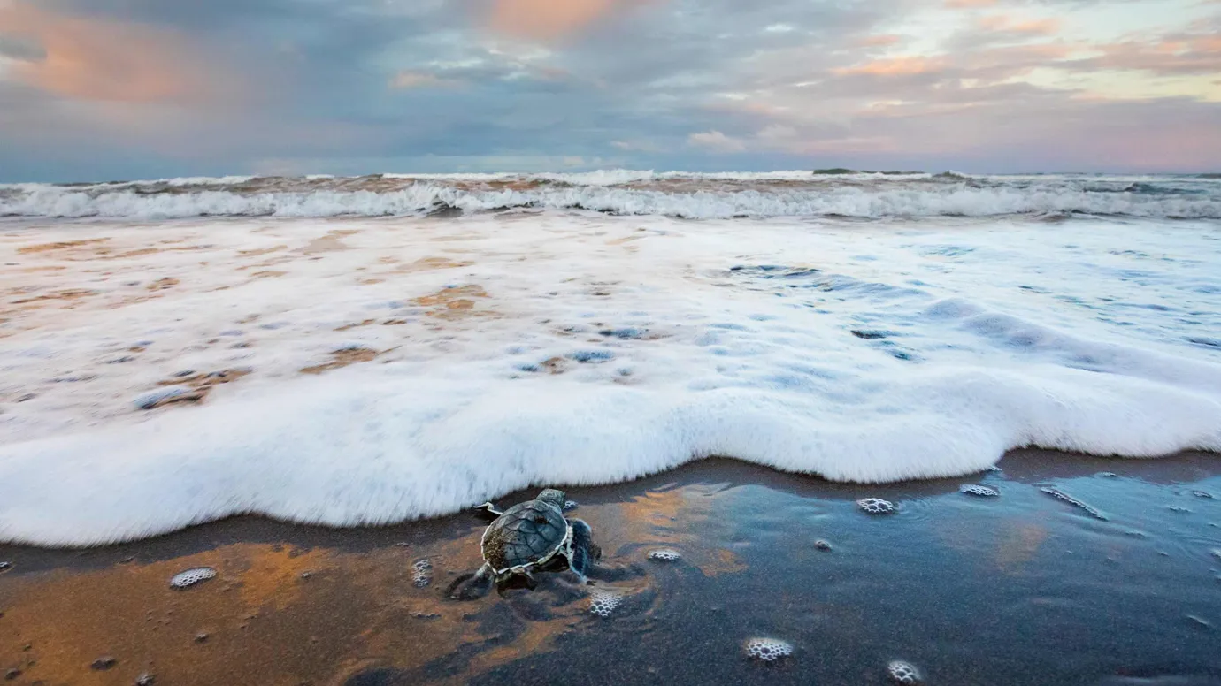 A baby turtle on a beach in Tortuguero National Park, Costa Rica