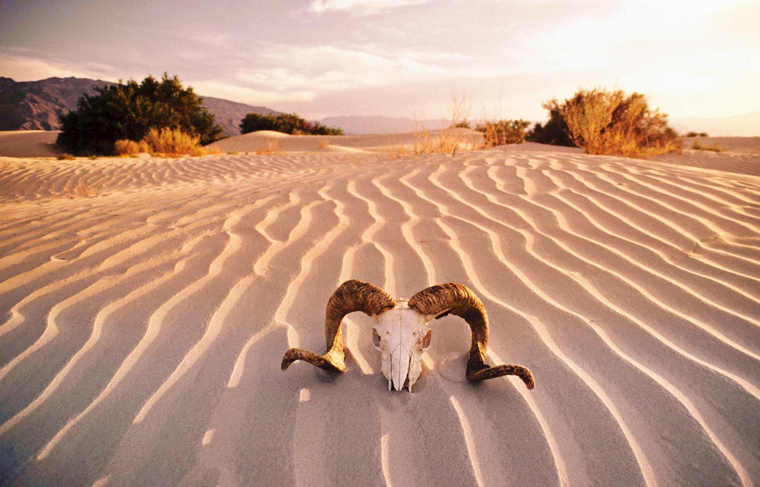 skull-desert-death-valley-usa.jpg