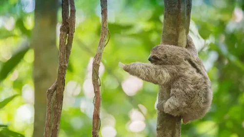 Three-toed sloth reaches for a branch in Costa Rica