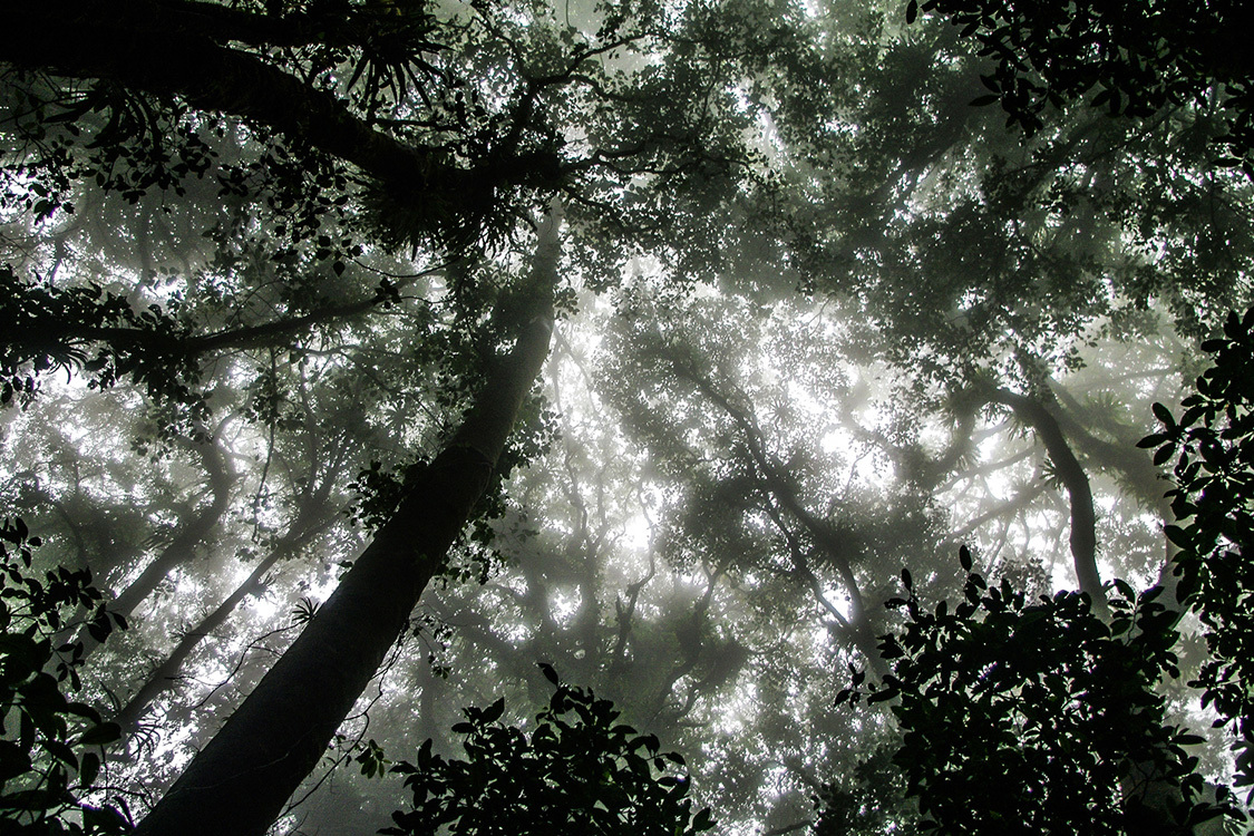 monteverde-cloud-forest-night-walk-monteverde-costa-rica.jpg