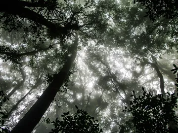 monteverde-cloud-forest-night-walk-monteverde-costa-rica.jpg