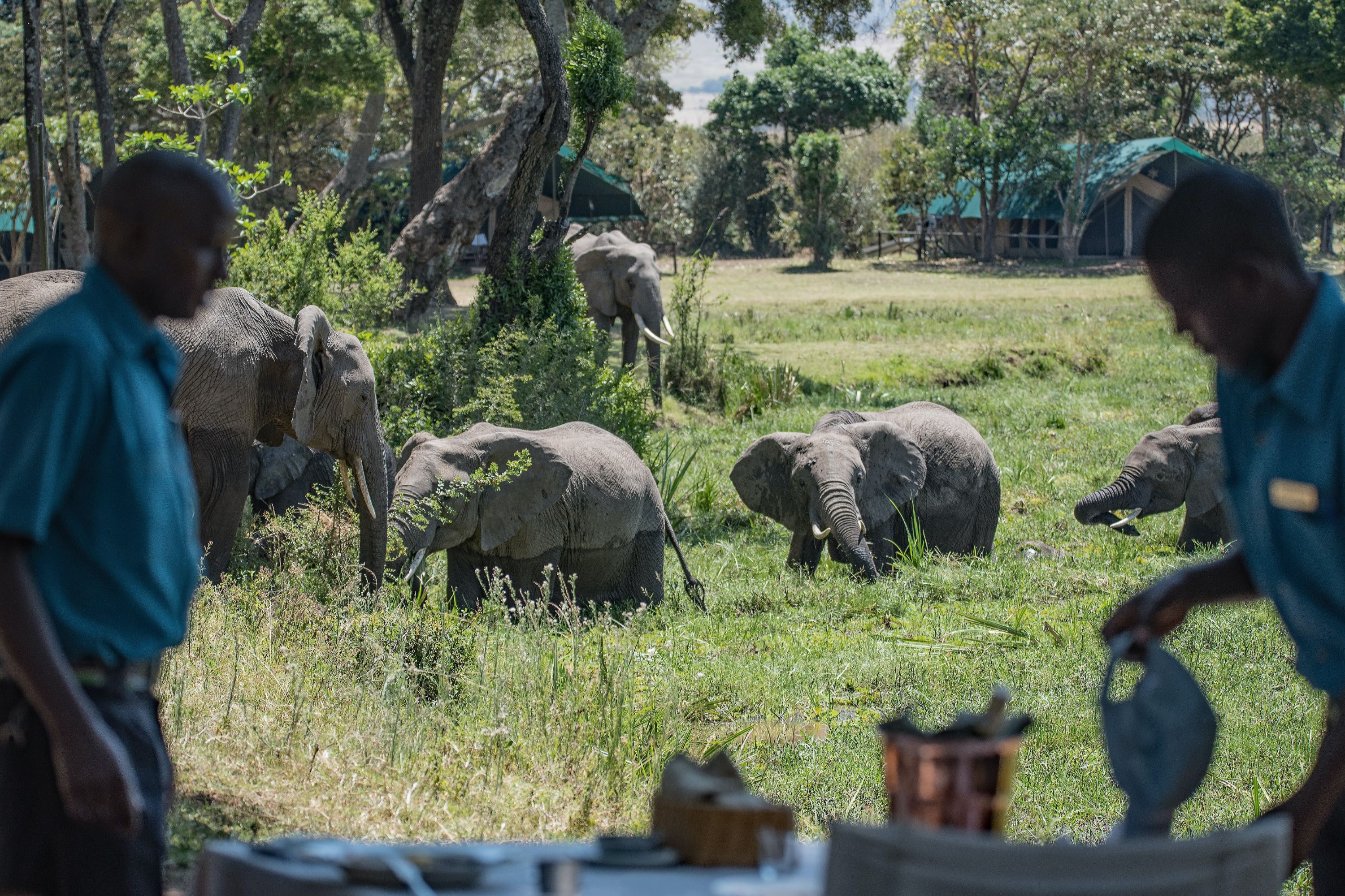 A table in the foreground with elephants walking through long grass in the background in Amboseli National Park, Kenya