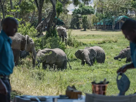 A table in the foreground with elephants walking through long grass in the background in Amboseli National Park, Kenya