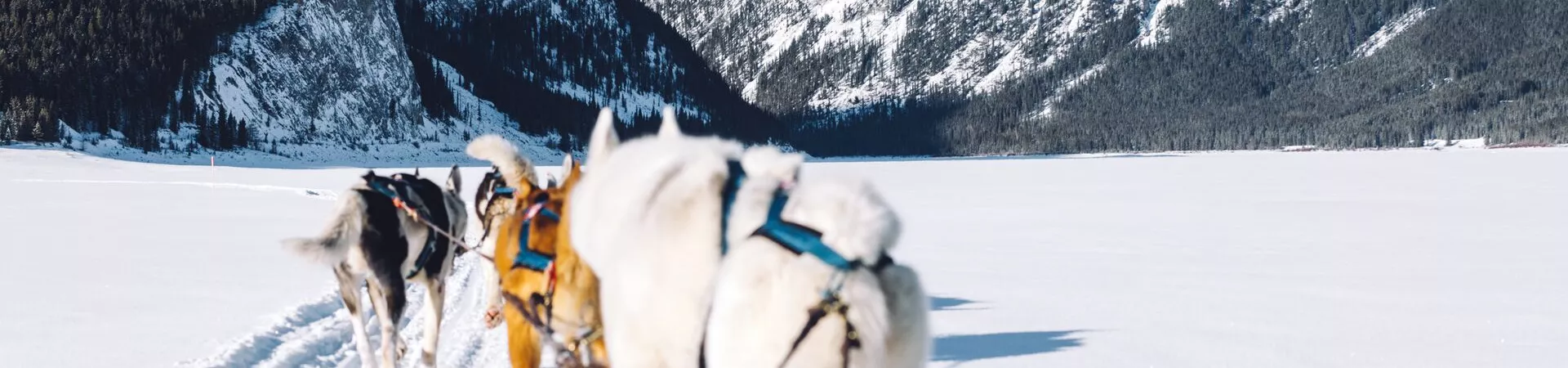 Huskies pulling sled