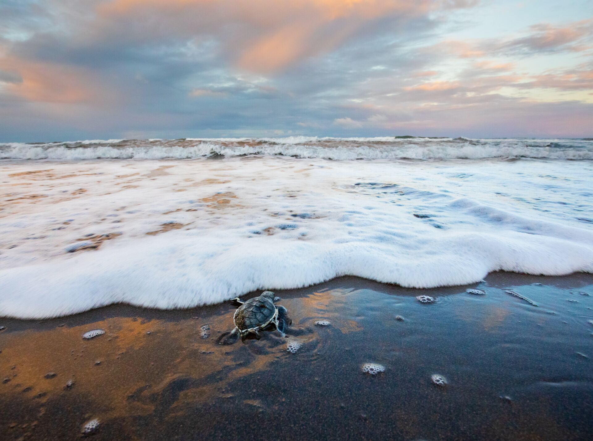 Baby Green Sea Turtle dashing to the Sea on Tortuguero Beach in Peru, South America