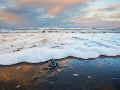 Baby Green Sea Turtle dashing to the Sea on Tortuguero Beach in Peru, South America