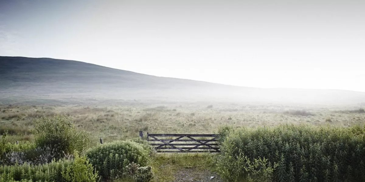 Foggy field in Scotland