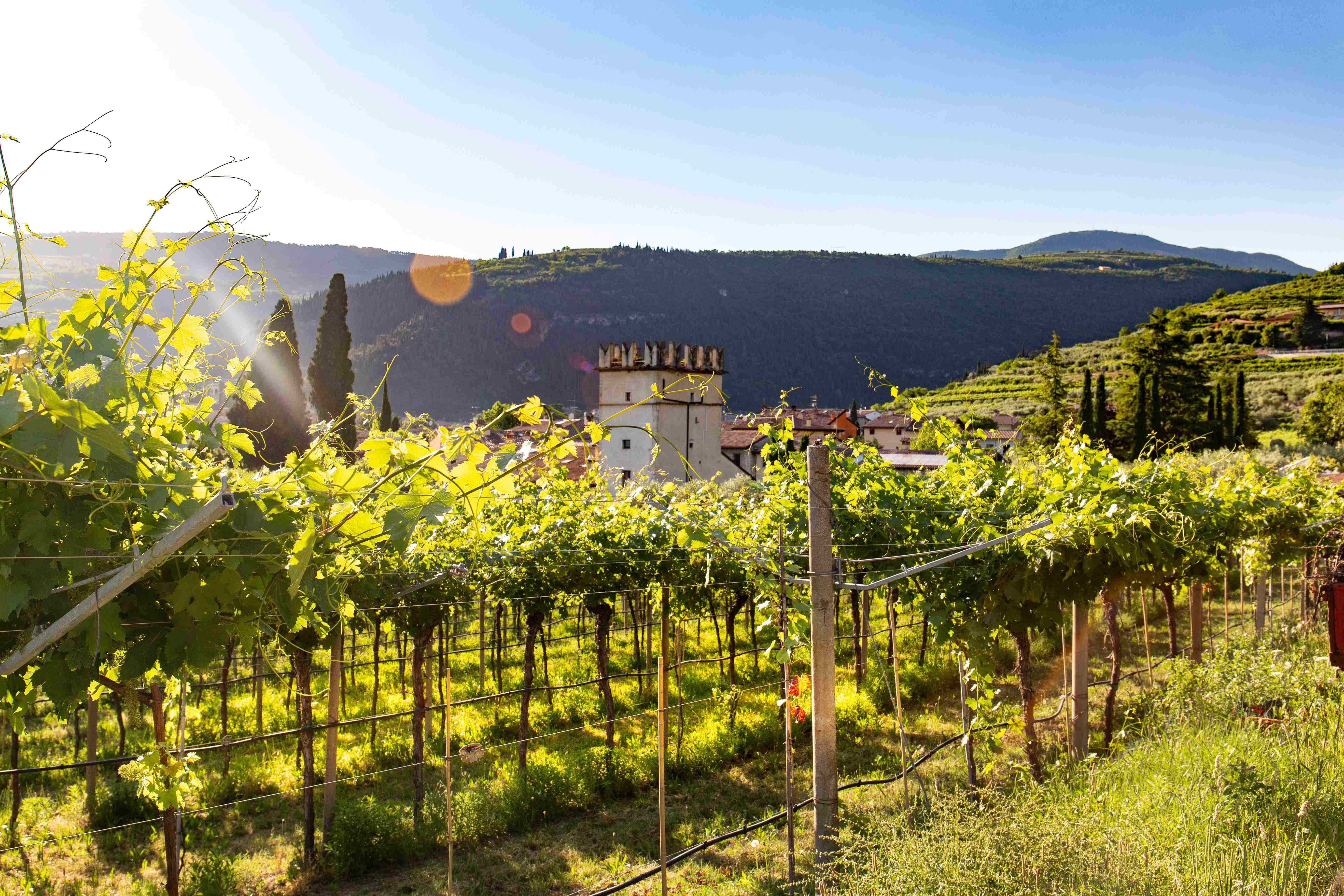 Wineyards and hills in Tuscany, Italy