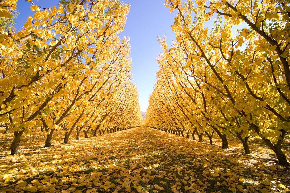 Autumn Wineyard Cromwell New Zealand