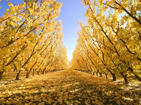Autumn Wineyard Cromwell New Zealand