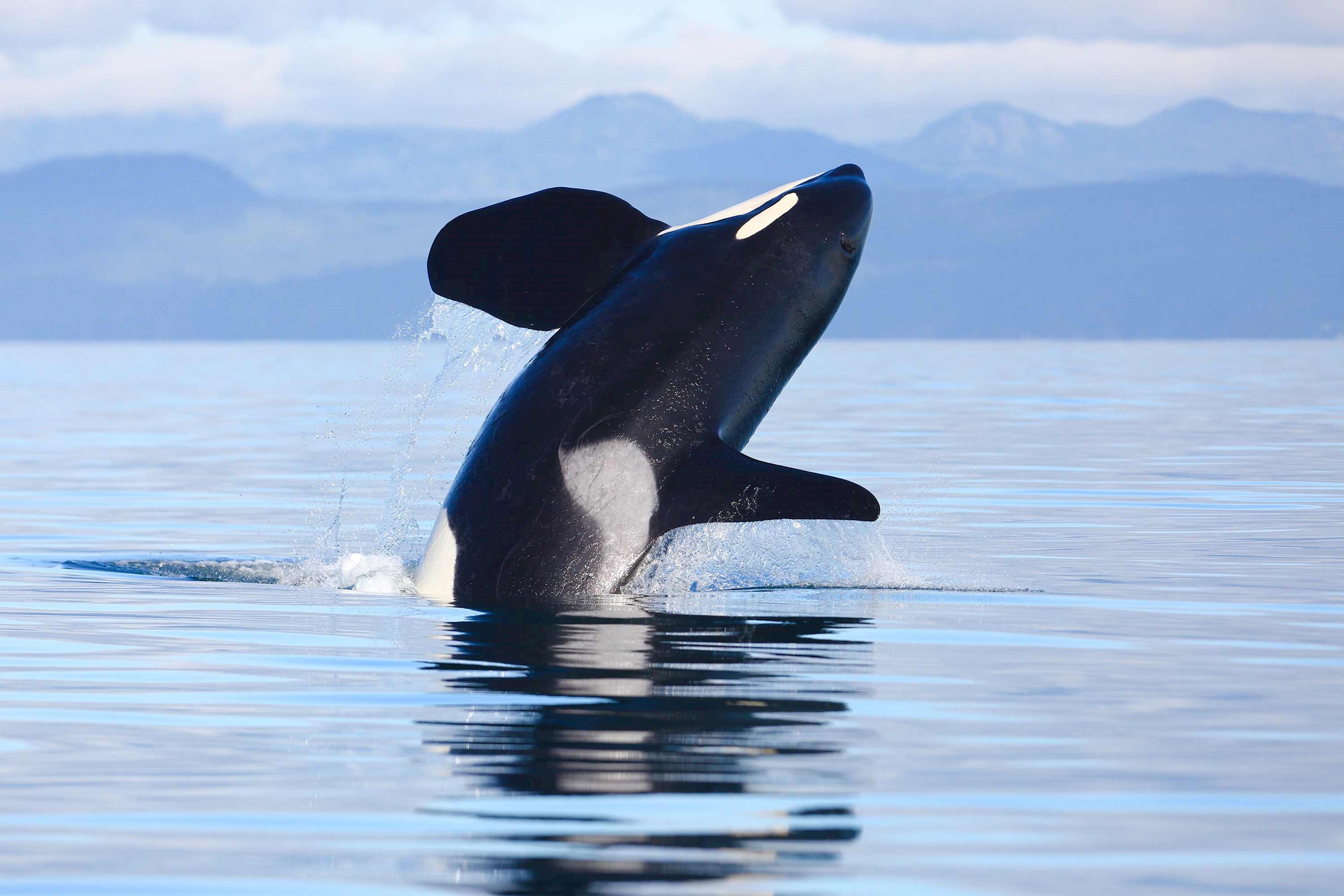 An orca breaching out of the water in Victoria, Canada
