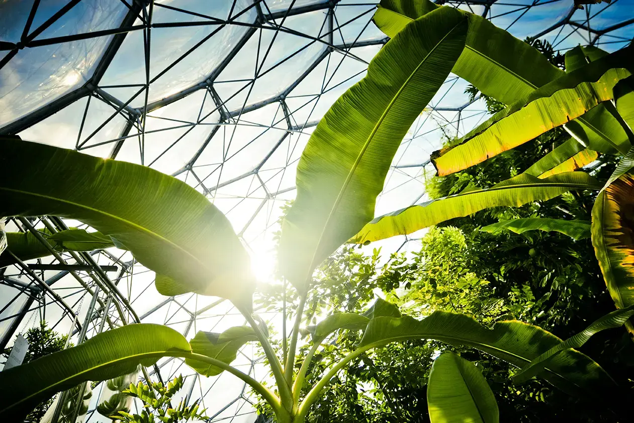 tropical-plants-growing-in-biodome-eden-project-bodelva-cornwall-england-562605735.webp