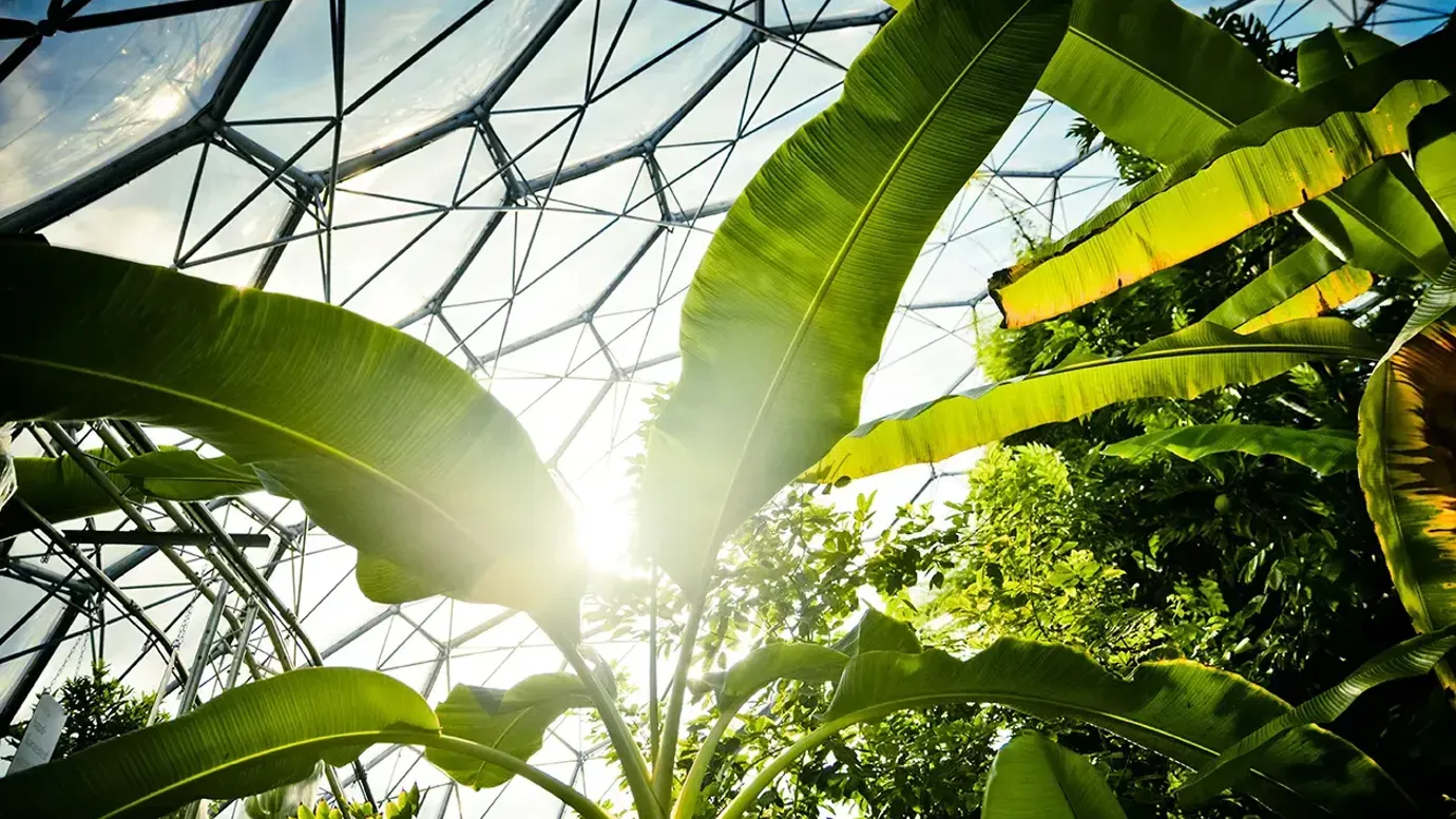 Tropical plants growing in biodome Eden Project, Bodelva, Cornwall, England
