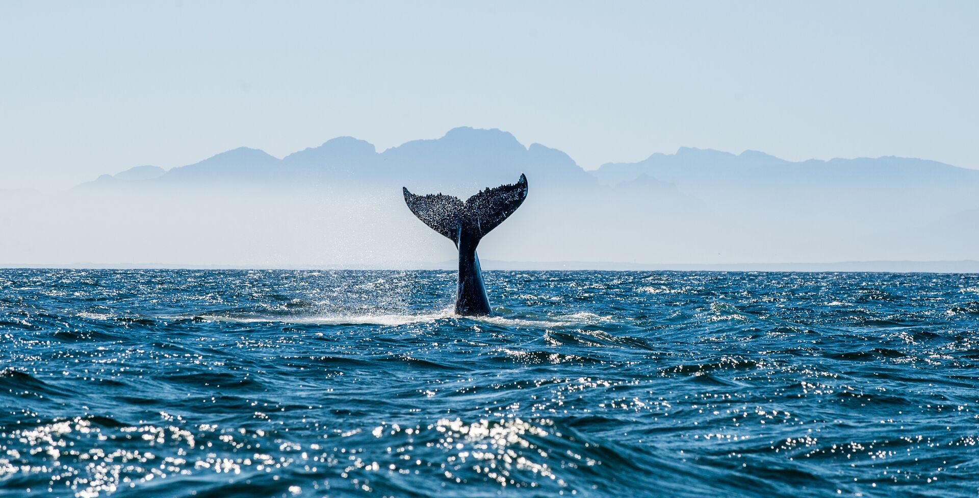 Whale tail sticking out of the waves in Hermanus, South Africa
