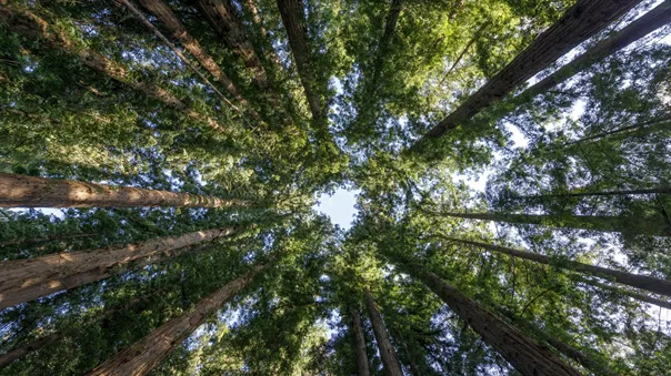 A group of tall trees in a forest  at Henry Cowell Redwoods State Park 