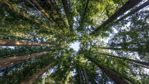 A group of tall trees in a forest  at Henry Cowell Redwoods State Park