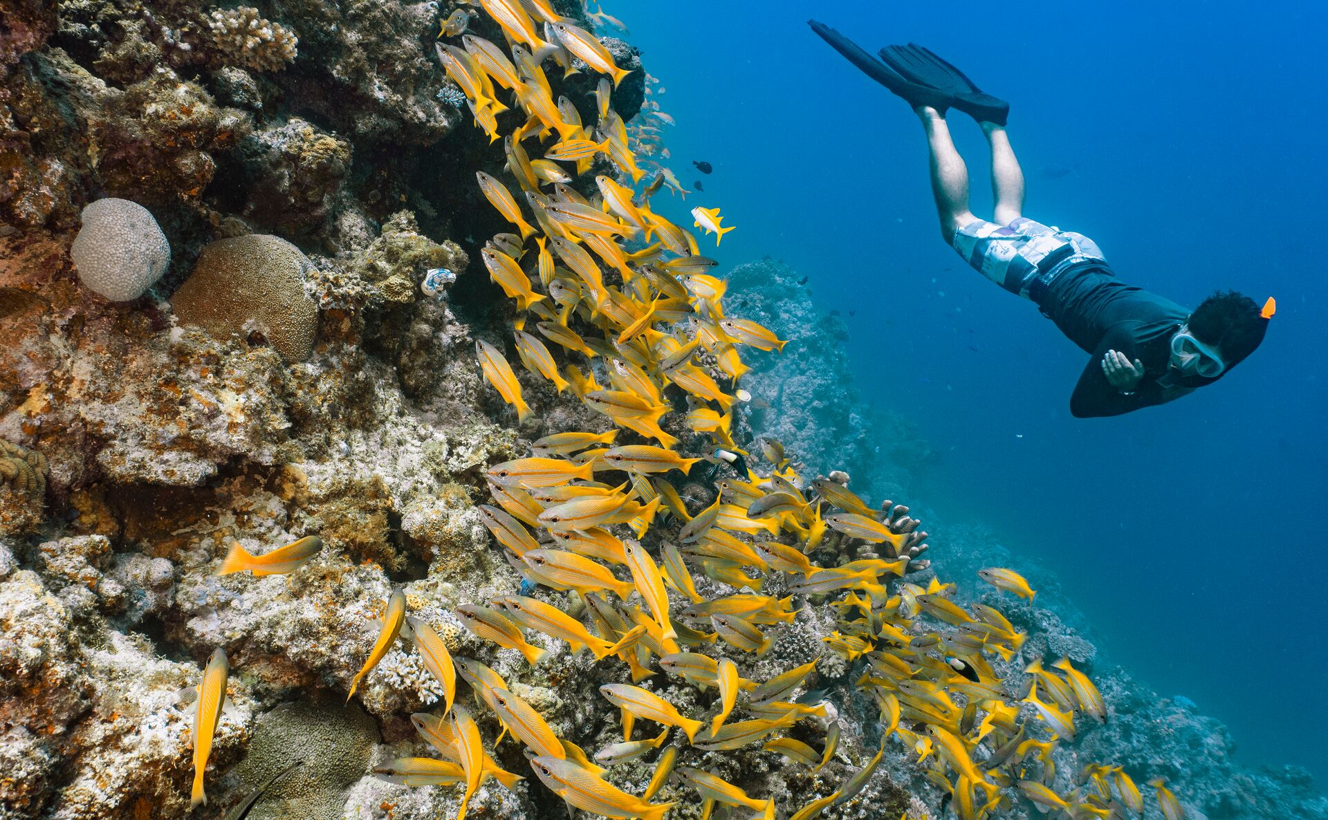 Free Diver Looking At School Of Snapper On The Great Barrier Reef