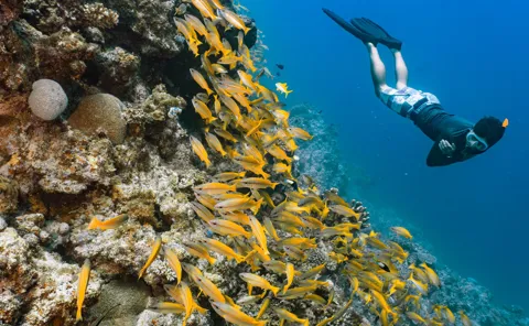 Free Diver Looking At School Of Snapper On The Great Barrier Reef