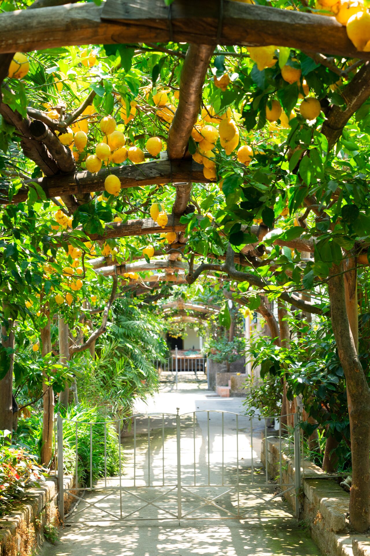 large-lemon-garden-of-sorrento-954372182.jpg