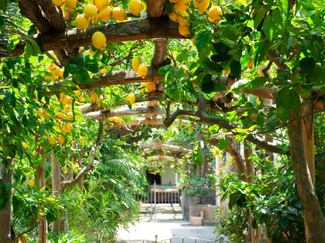 large-lemon-garden-of-sorrento-954372182.jpg