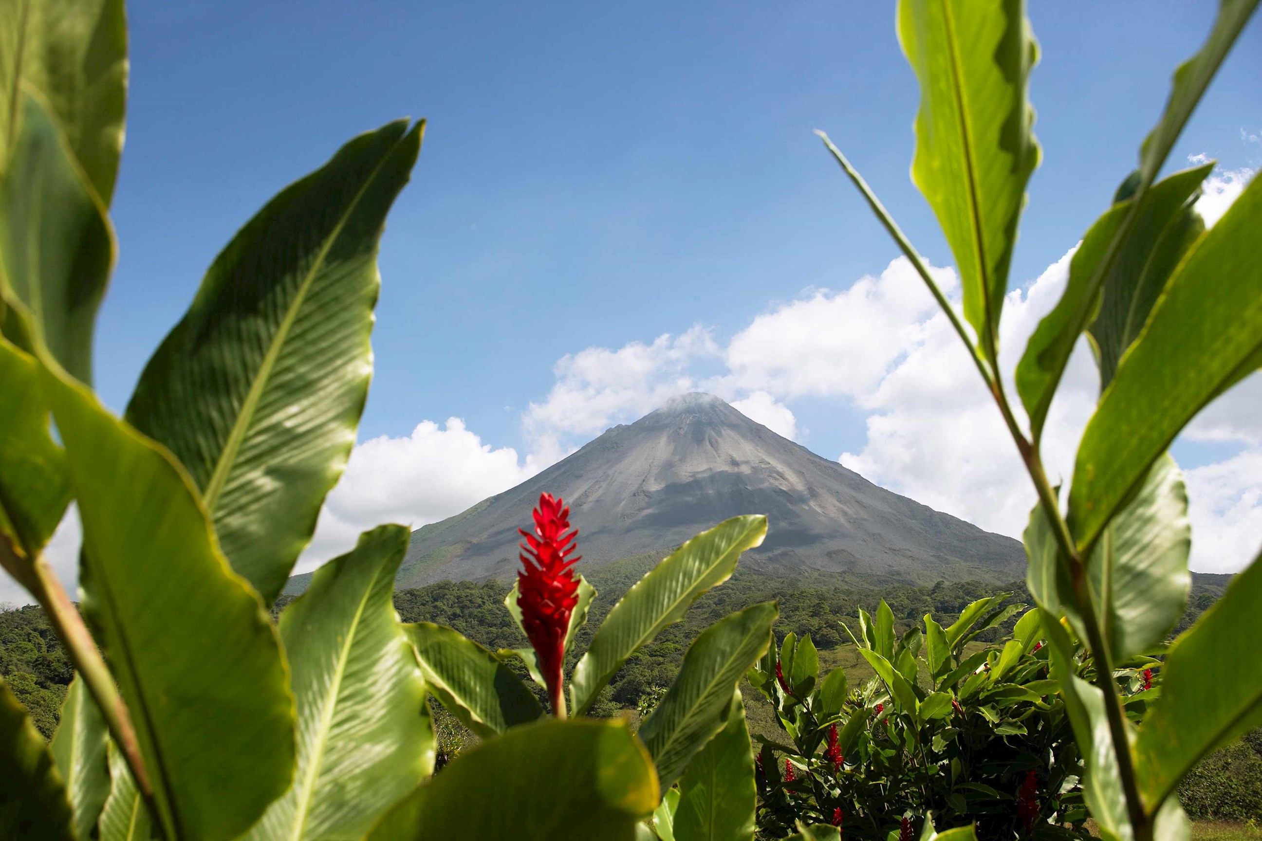 Red Ginger near Volcano in Arenal, Costa Rica
