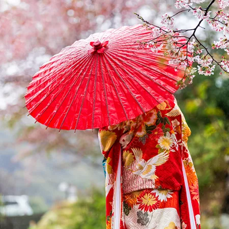Woman In Red Kimono And Umbrella With Blooming Flowers in Kyoto Japan