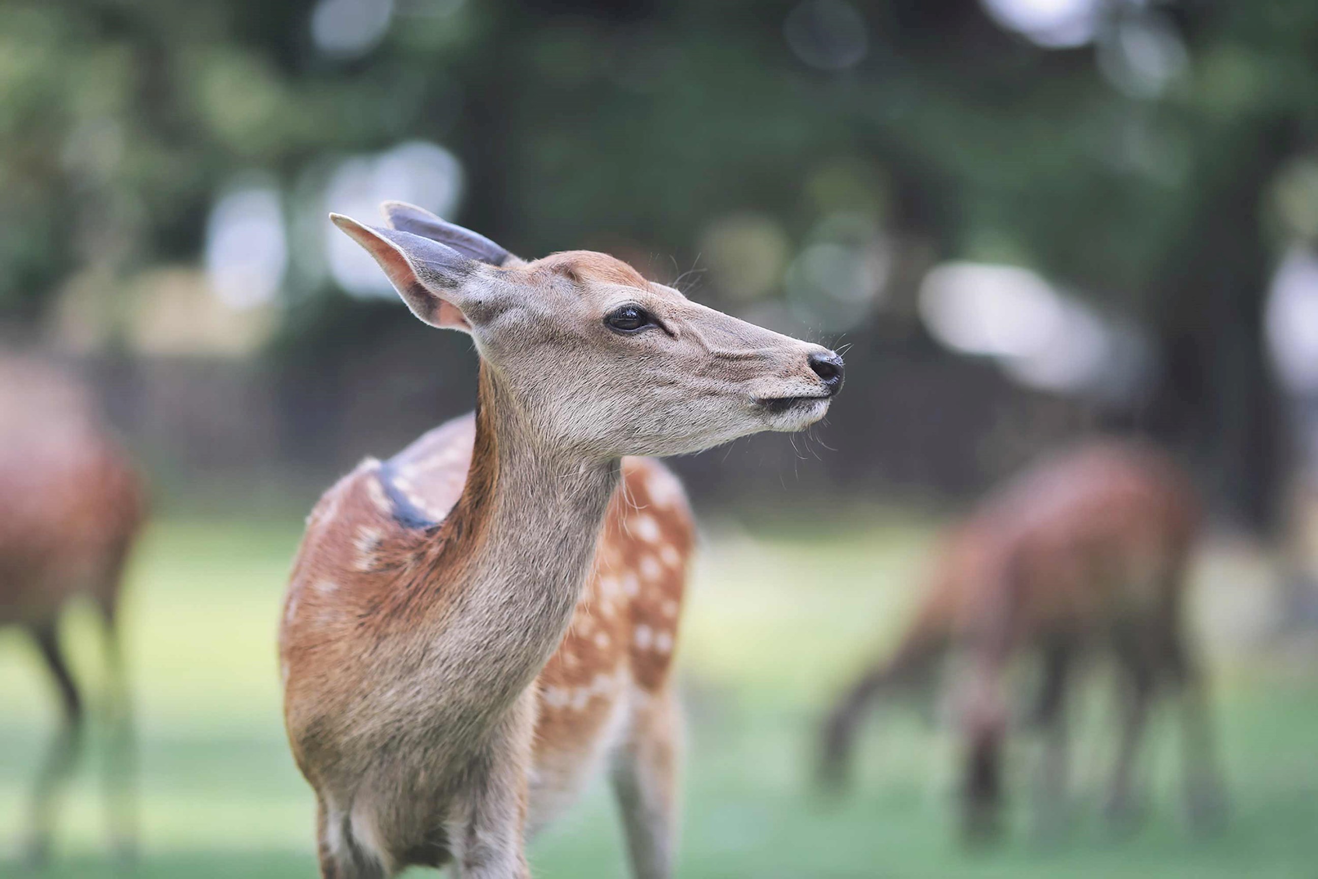 Close-up of sika deer standing on grassy field in Nara Park, Japan
